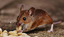 24 Hour & Emergency Exterminators in Welch, OK